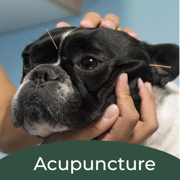 Dog undergoing acupuncture