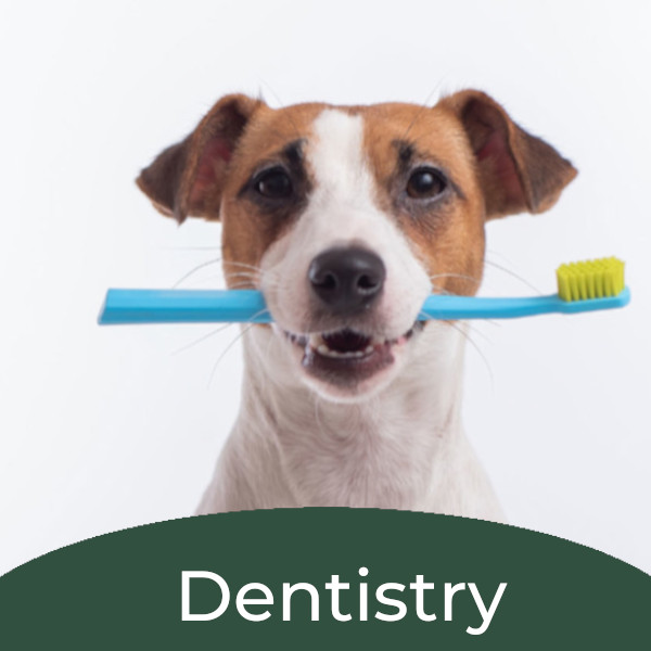 Dog holding toothbrush
