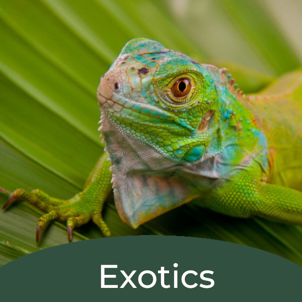 Green Lizard on leaf