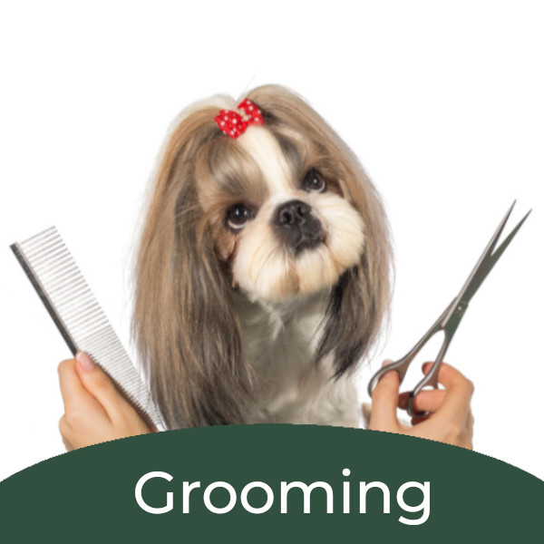 Dog getting groomed