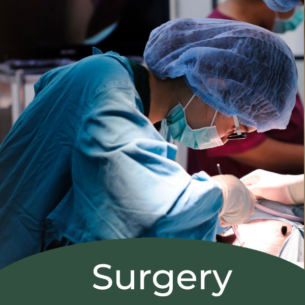 Veterinarian in surgery