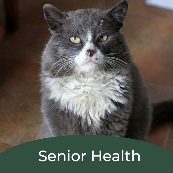 Older feline sitting 